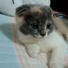 ミーきっずチャンネル