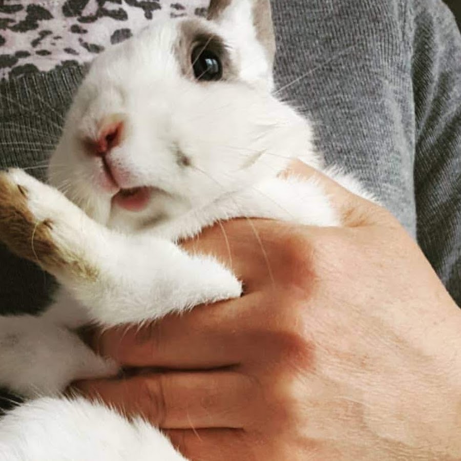 Smol rabbit - YouTube