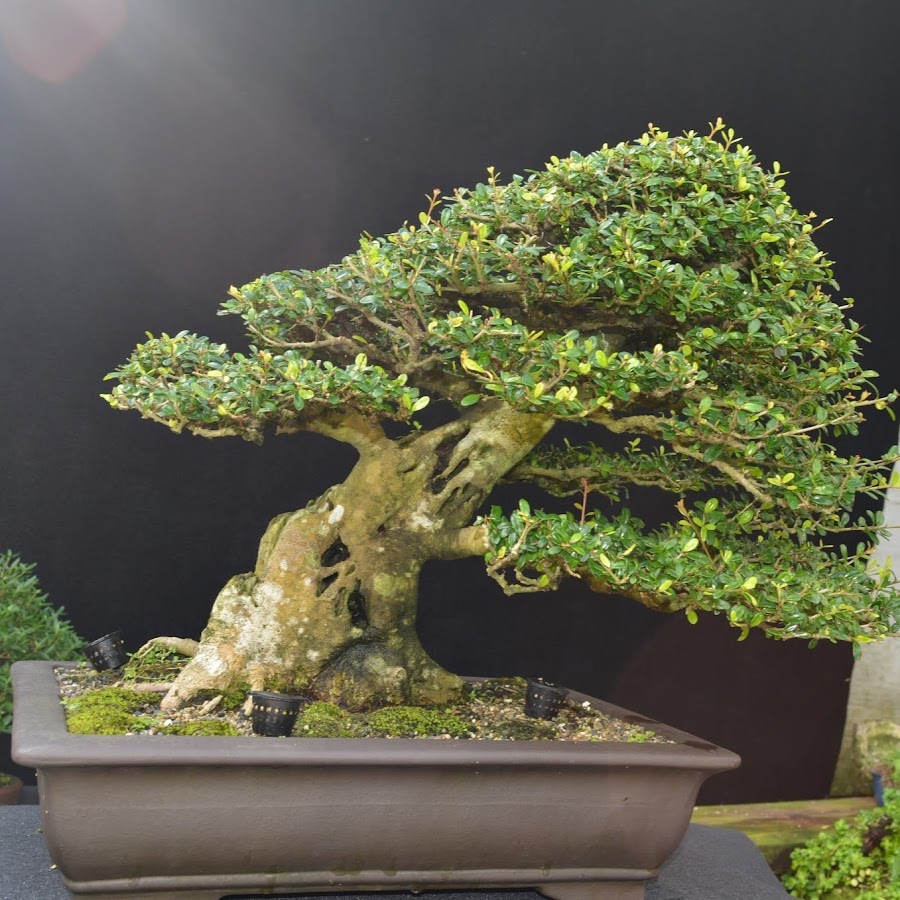 Raices Bonsai YouTube