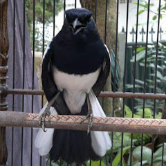 Playtube Pk Ultimate Video Sharing Website