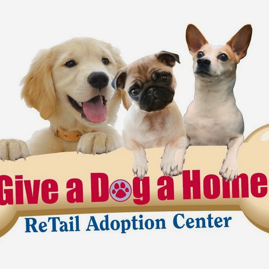 Give A Dog A Home YouTube