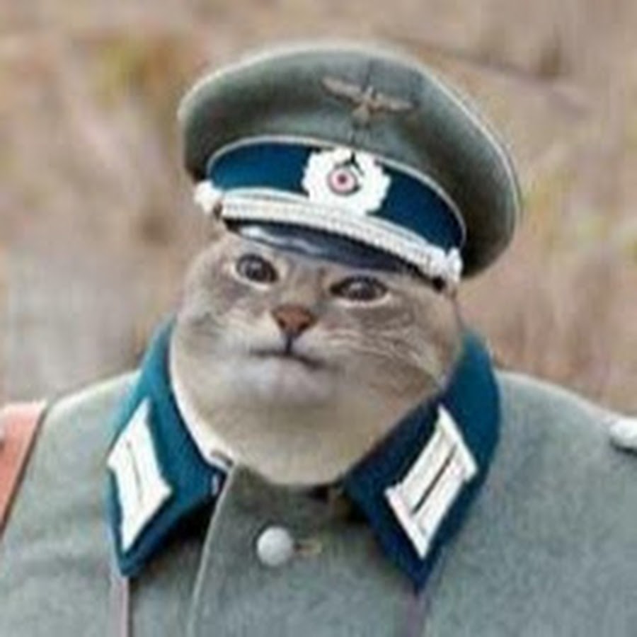 Хвостатый экипаж - коты в форме "служат" на корабле и ходят в море - 24.05.2016,