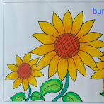 Cara Mewarnai Bunga Matahari Dengan Crayon : Cara Mewarnai Bunga Matahari Dengan Crayon - Sketsa gambar mewarnai bunga matahari.