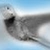 Hummingbird439