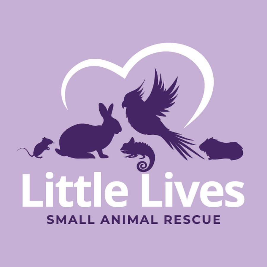 Dream pet игрушки для детей. Лего 41392. Little love pets игрушки. Little lives. Little lives.