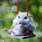 Hamster On a swing