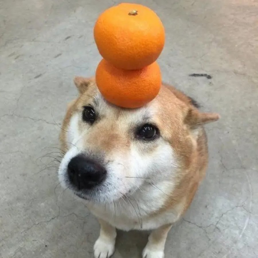 Собакам давать мандарины