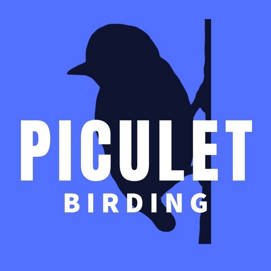 Piculet Birding / Tours Colombia 