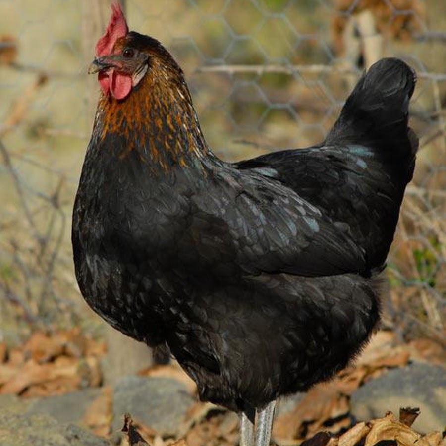 Как называется порода черных кур. Доминант Маран цыплята. Маран (порода кур). Чернохвостый Маран. Моравская порода кур.
