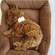 トイプードルの虎太郎