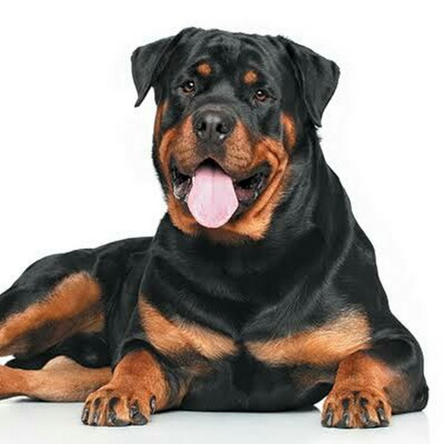 1. Учитывайте характер породы