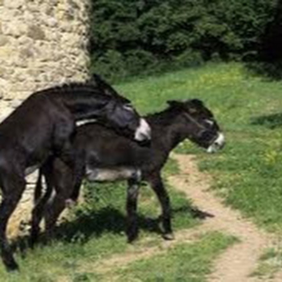 Спаривания коровы с ослом. Лошади совокупляются. Спаривание осла с лошадью. Осел спаривается с лошадью. Спаривание осликов