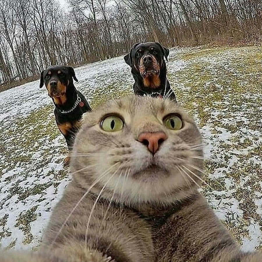 Sevimli Hayvanlar YouTube