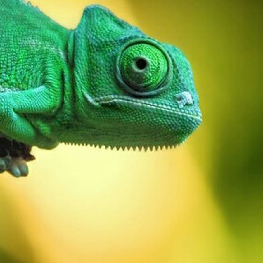 Золотой хамелеон. Голова хамелеона. Хамелеон зеленый. Йеменский хамелеон самка. Хамелеон анфас.