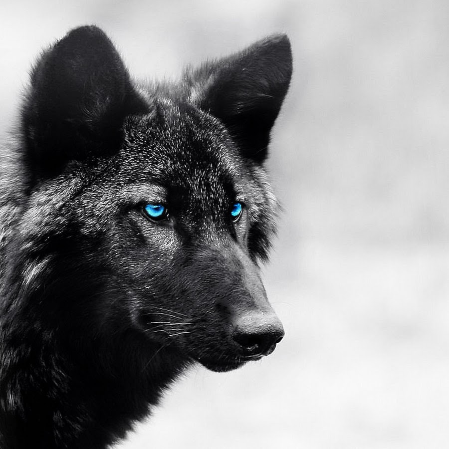 Black Wolf - YouTube