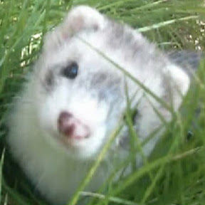 ��������� -ferret lab- YouTube