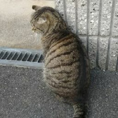 おおぎだひなた ポケモンチャンネル