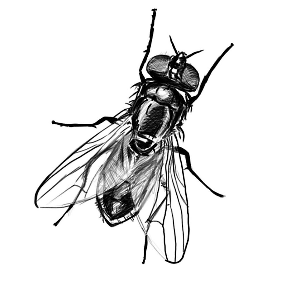 Толстая муха. Муха рисунок. Муха (насекомое). Муха карандашом. Муха нарисованная.