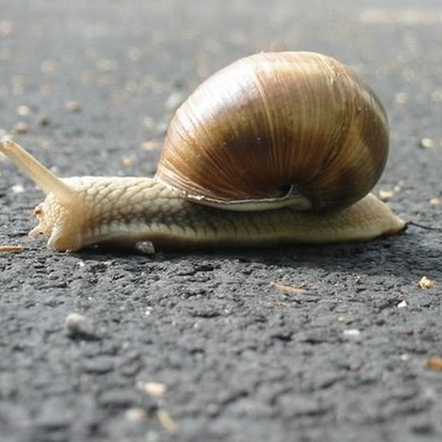 See Snails Get Killed Many Different Ways Well Then Check These Out (Cancel...