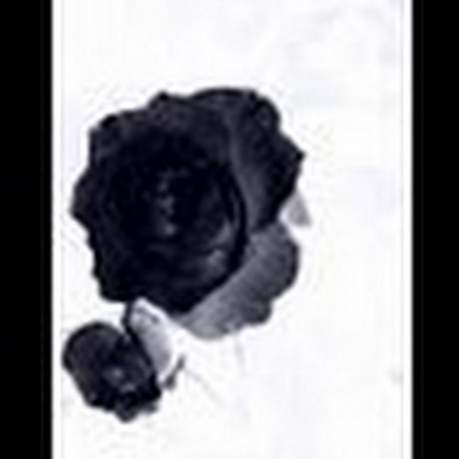 Слушать белые черные розы. Чёрные розы на белом снегу. Композиция с черными розами. Чёрные розы на белом снегу. Слушать белые черные розы.