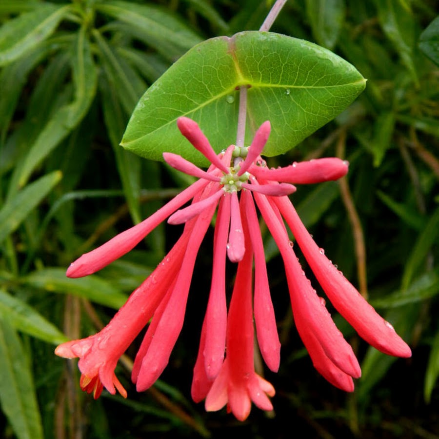 Virginia Native Plant Society YouTube
