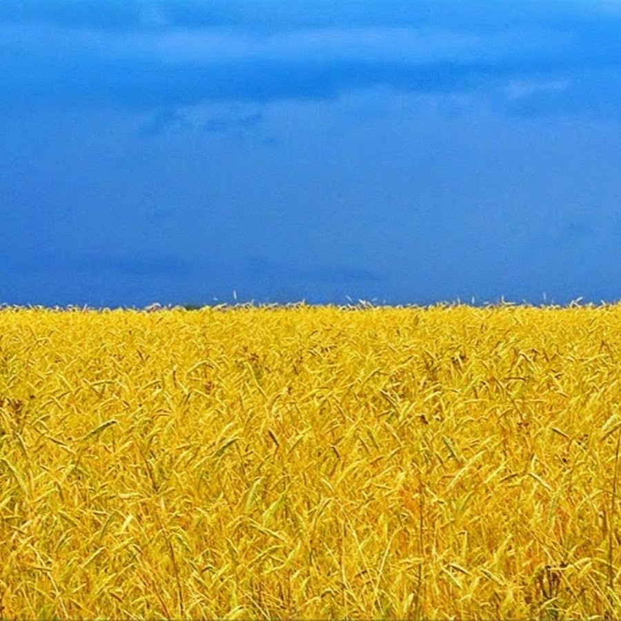 Виднелось желтое поле. Желтое поле голубое небо. Голубое небо желтое поле Украина. Картина голубое небо и желтое поле. Синее небо и желтый песок фото.
