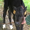 amandi82
