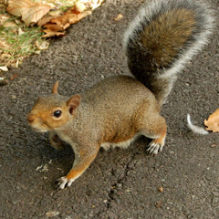 Glückliche Katze招き猫。