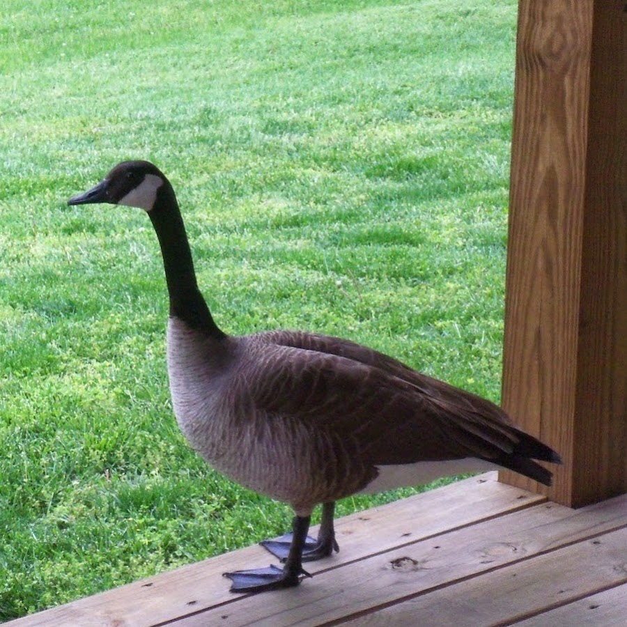 Porch a geese YouTube