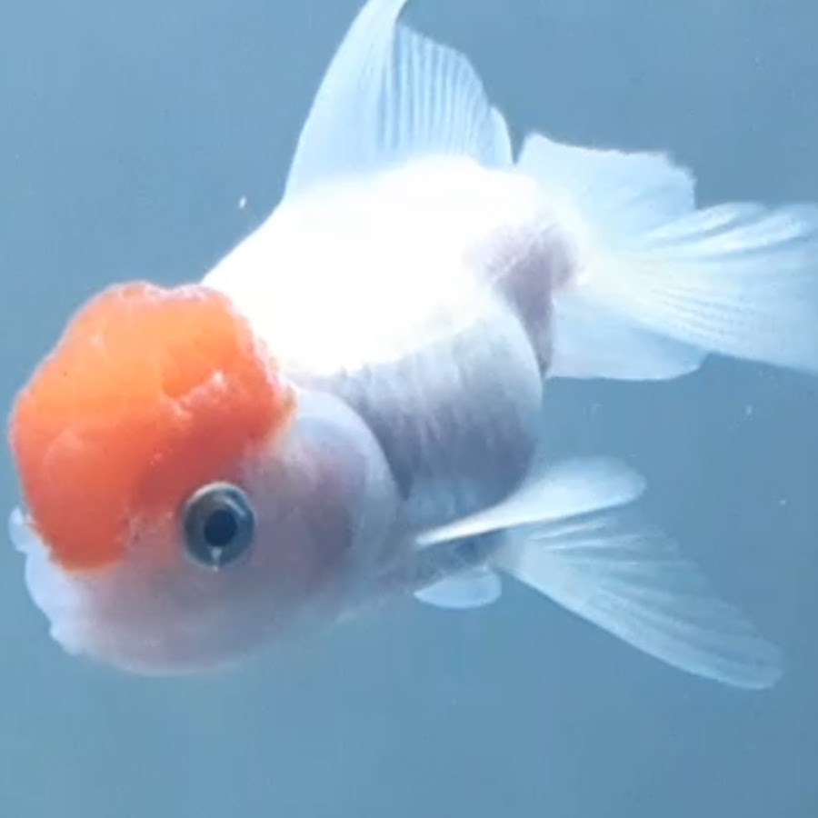 FANCY GOLDFISH YouTube