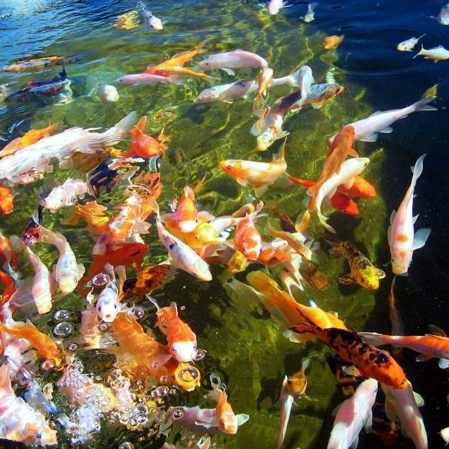 Freshwater Farms YouTube