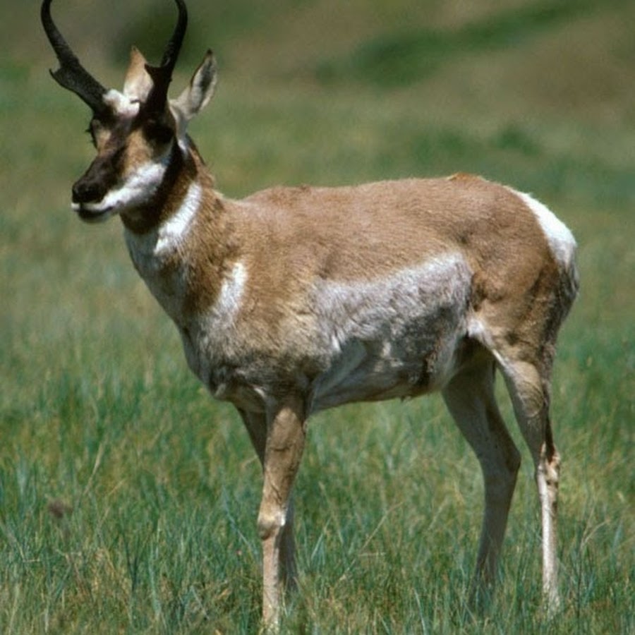 Парнокопытные антилопа. Антилопа млекопитающее. Антилопа млекопитающее. Антилопа млекопитающее. • песчаная газель (gazella leptoceros).