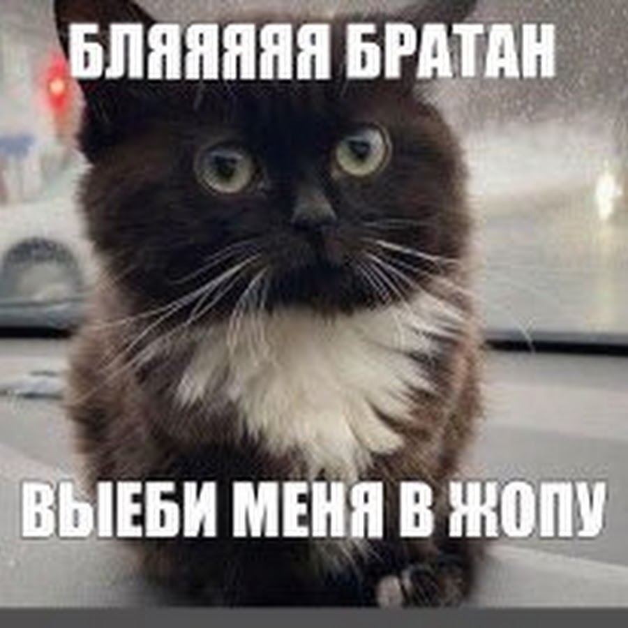 Эх бляя мем с котом