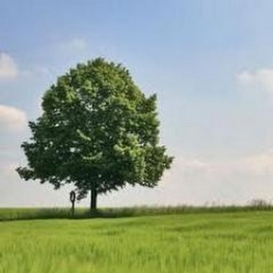 Those are trees
