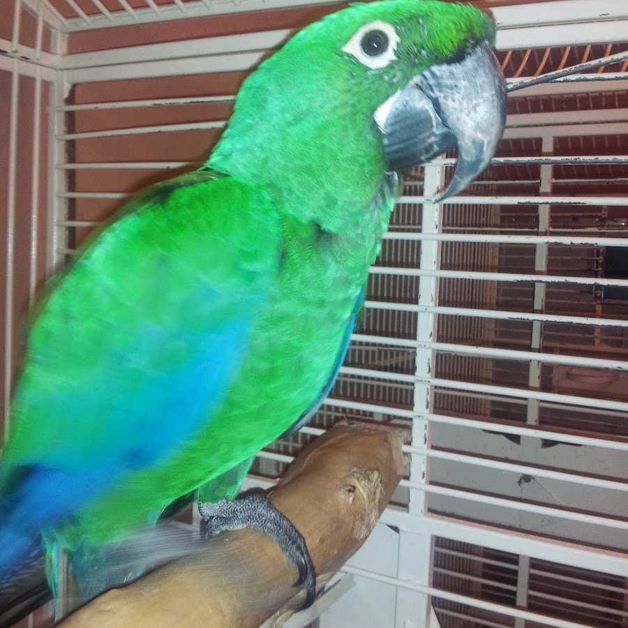 Exotic Birds For Sale >> Exotic Birds For Sale Youtube Exotic Birds For Sale >> Exotic Birds For Sale Youtube