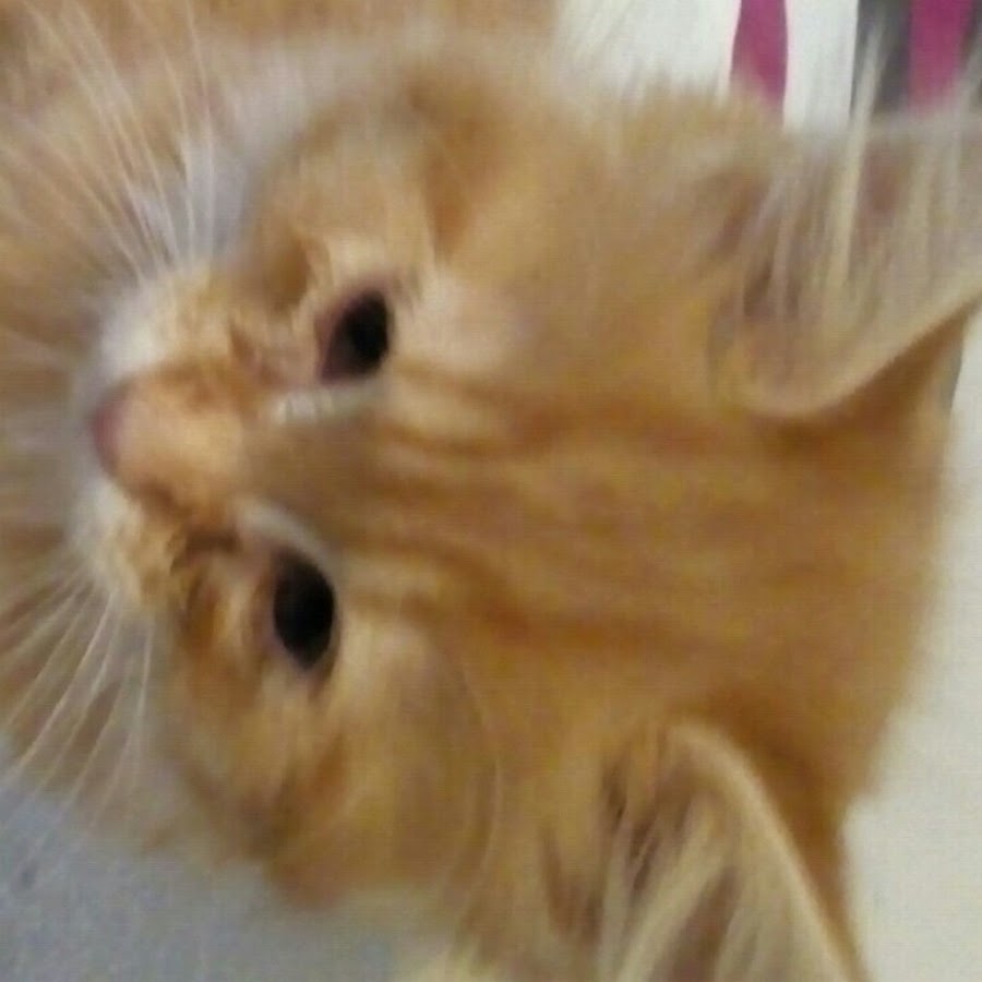 Jenny Kitten - YouTube