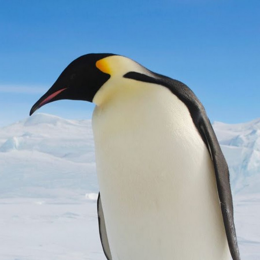 пингвины танго. Penguin mp3. жили были 3 пингвина. Spy robot penguin. пингвин диджей клип.