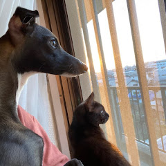ぐでぺる