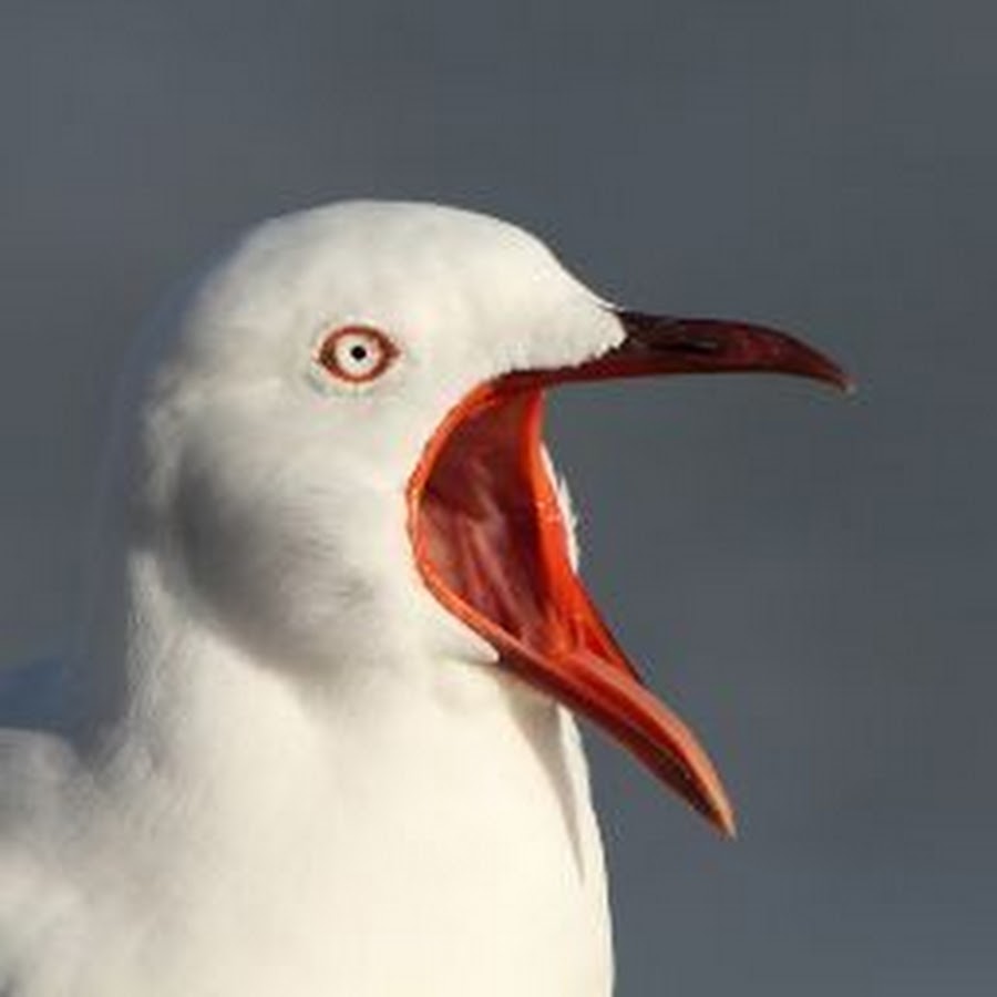 чайка симеона. чайка клюв. чайка кричит. злая чайка. птица кричащая как человек.