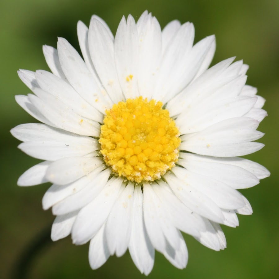 Robert Helpmann YouTube