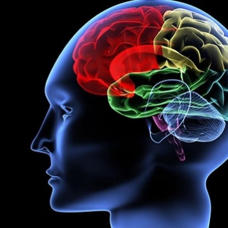 Мозг и речь эстетика. Функциональная устойчивость организма. Мозг человека арт. Синяя голова мозговые волны. Способности мозга.