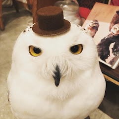 フクロウ大好き 【Cute owls 】