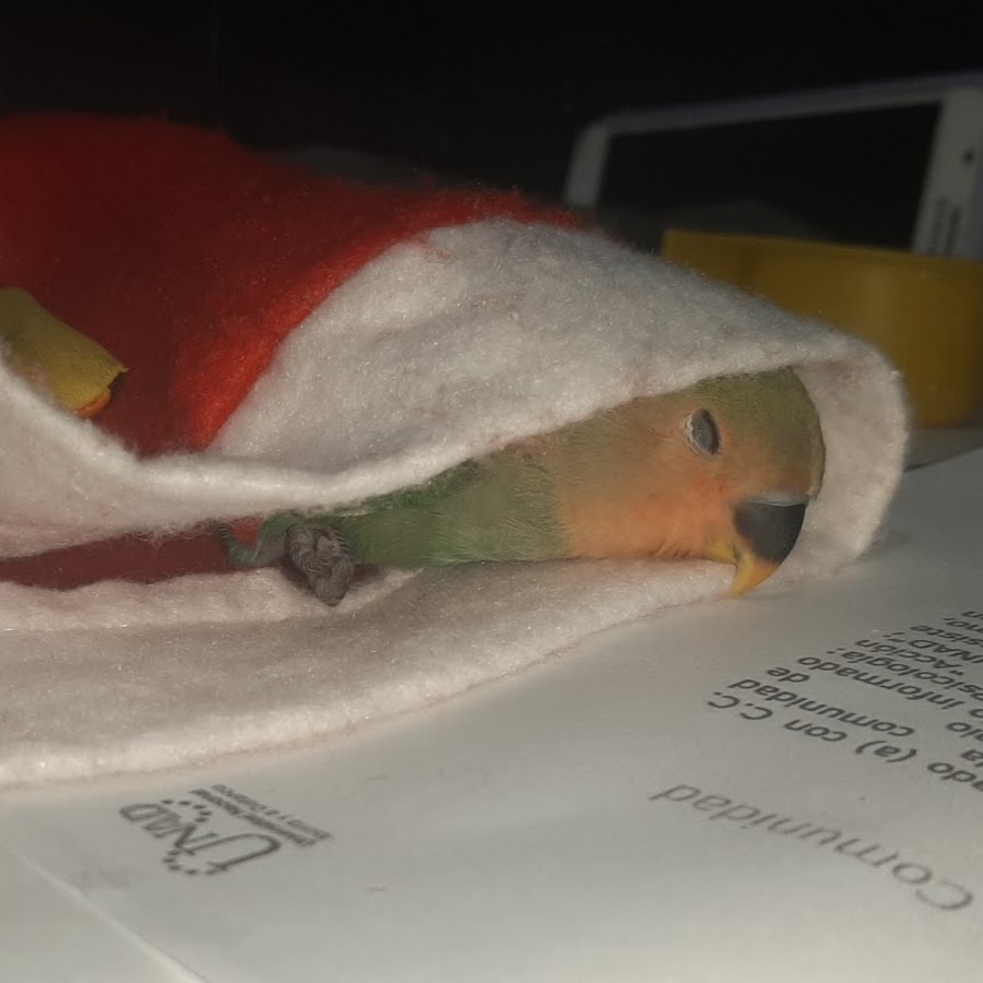 гача лайф рога. No aloha the breeders. Rage love lust on fire. Rage love list no fireeeeeeeeeeee футаж. огненная страсть.