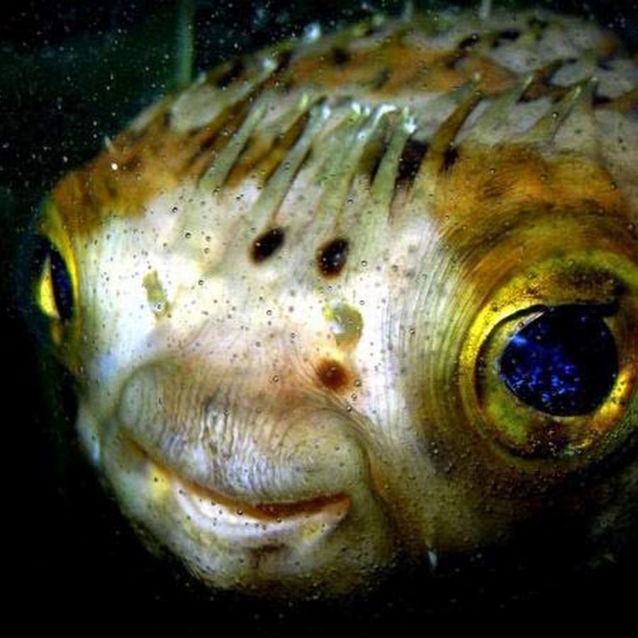 Глупое существо. Глаз рыбы. Рыба с огромными глазами. Рыбья морда.