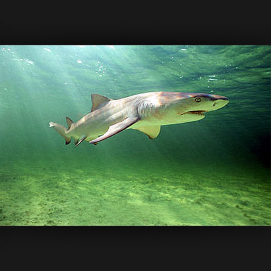 Lemon shark YouTube