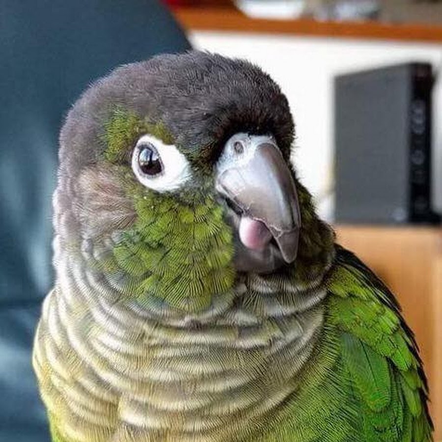 Guide to Green Cheek Conures YouTube