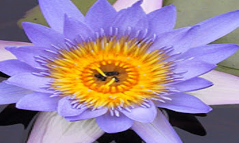 Blue Lotus Flower Medicine