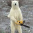 Polar Bear With a Chainsaw