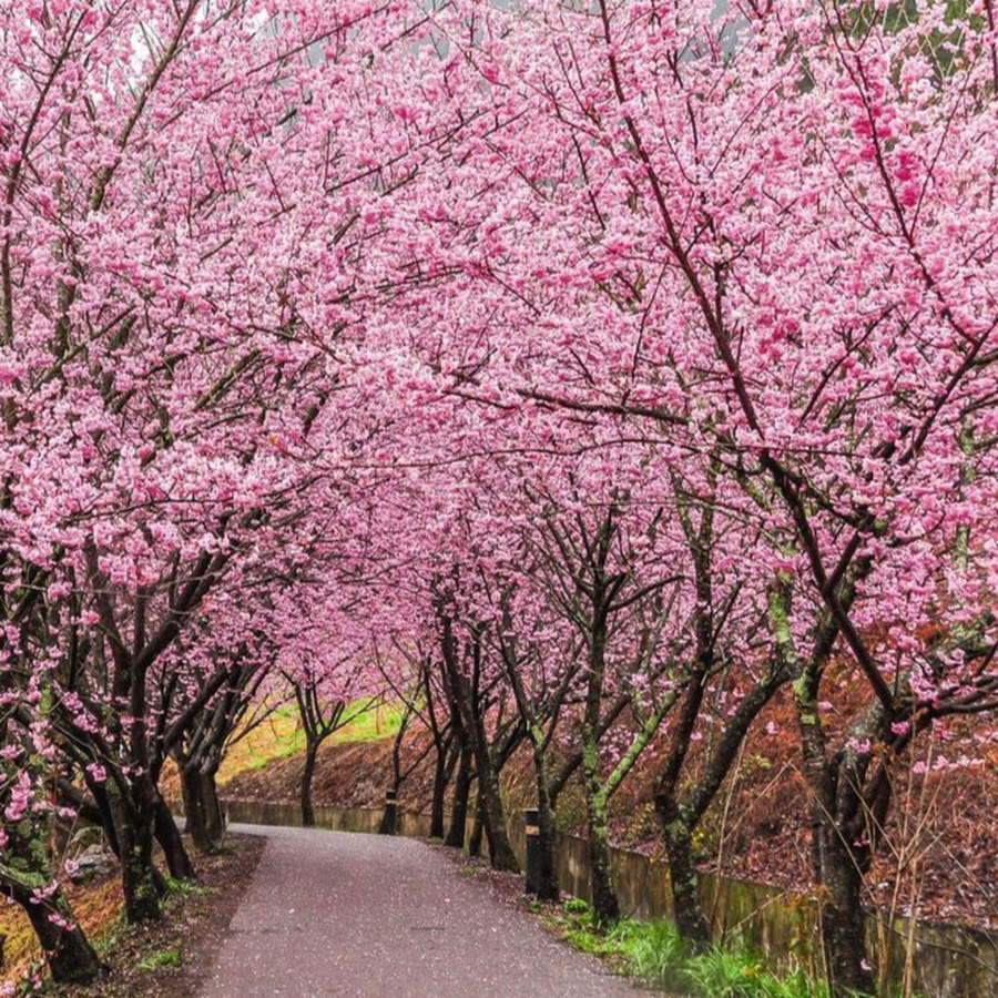 Sakura blossom. Черри блоссом дерево. Сакура черри блоссом дерево. Прунус блоссом розовый. Розовая Сакура.