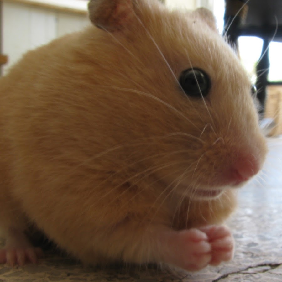 Honey Bear - YouTube